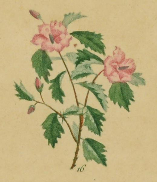 Illustration of a hybiscus with pink flowers.